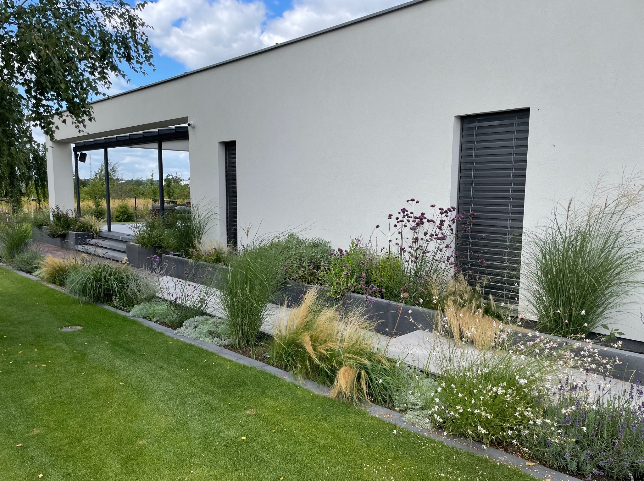 Nowoczesny ogród przydomowy z minimalistyczną architekturą, gdzie trawnik przechodzi w podwyższone rabaty z ozdobnymi trawami, lawendą i białymi kwiatami na tle białej ściany budynku z ciemnymi...