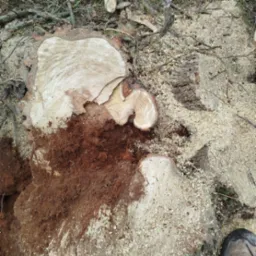 Świeżo ścięty pień drzewa z widocznymi słojami, otoczony trocinami i resztkami kory, z fragmentem buta w prawym dolnym rogu.