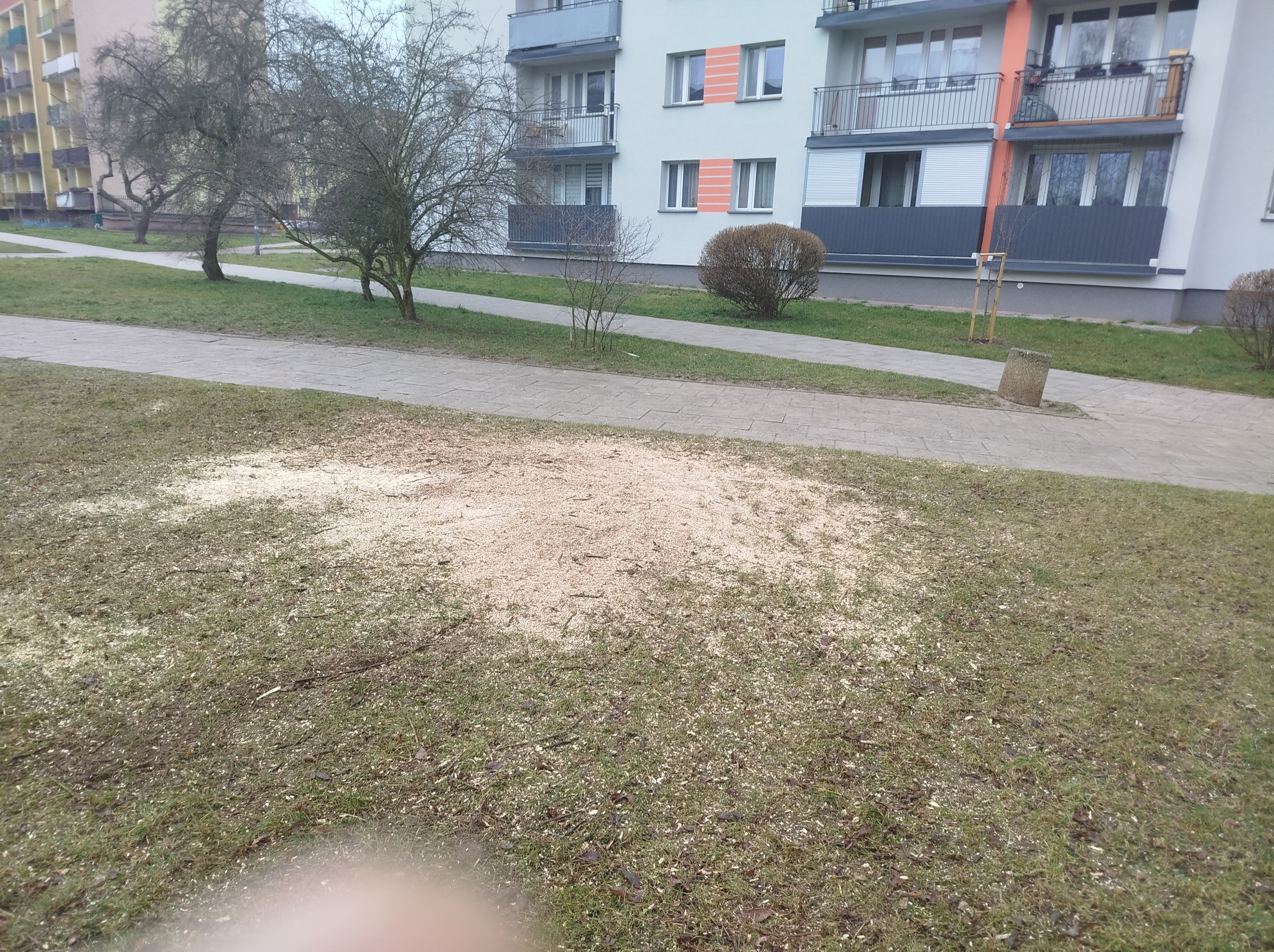Sterta jasnych trocin na trawniku przed blokiem mieszkalnym, pozostałość po usuniętym drzewie.