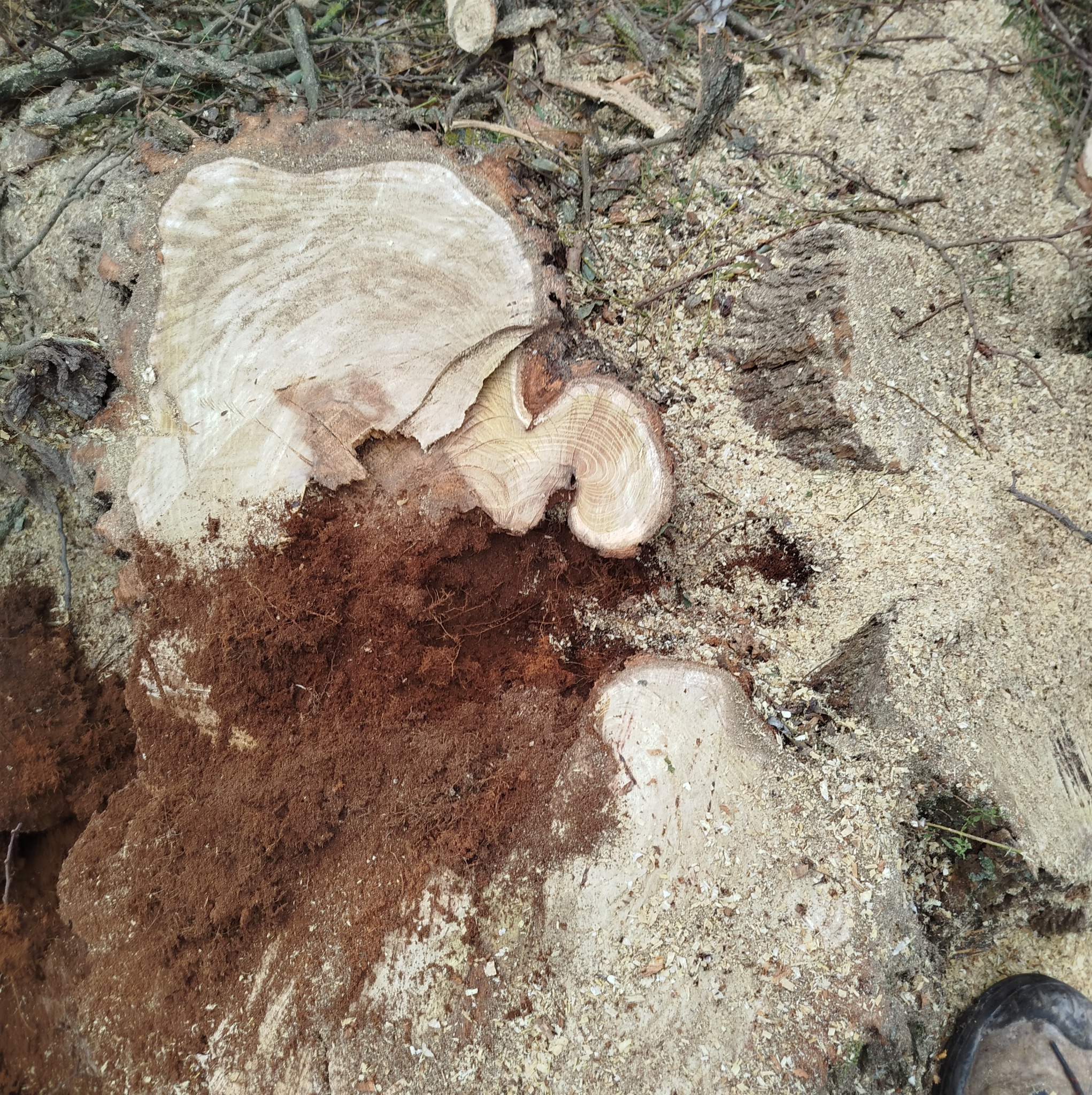 Świeżo ścięty pień drzewa z widocznymi słojami, otoczony trocinami i resztkami kory, z fragmentem buta w prawym dolnym rogu.