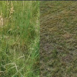 Magia Czystości Marta Guzek - Porównanie trawnika przed i po skoszeniu: po lewej zaniedbana wysoka trawa, po prawej krótko przystrzyżona, ukazująca efekt pielęgnacji.
