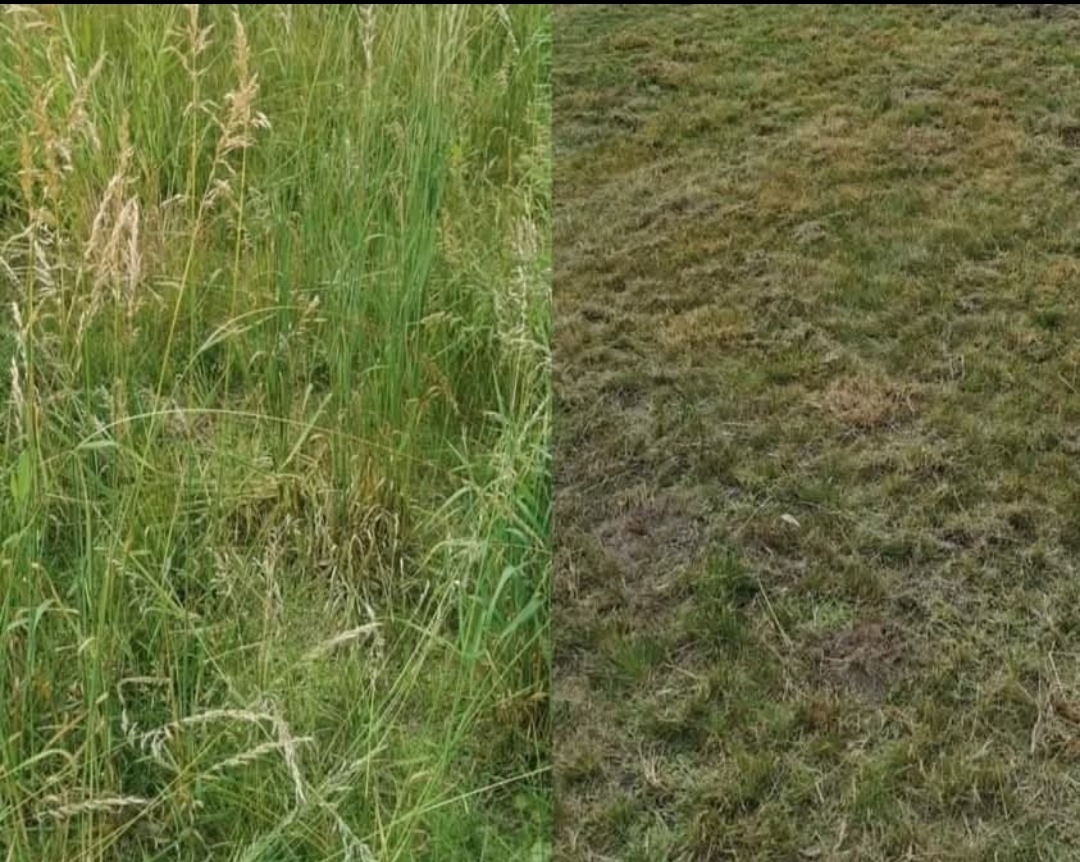 Porównanie trawnika przed i po skoszeniu: po lewej zaniedbana wysoka trawa, po prawej krótko przystrzyżona, ukazująca efekt pielęgnacji.