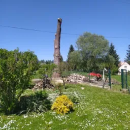 Pień po wycince drzewa w ogrodzie z porozrzucanymi gałęziami, stosem pociętego drewna i piłą spalinową w tle, na pierwszym planie kwitnące kwiaty.