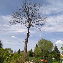 Wycinka drzew Sanok 4