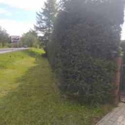 Gęsty, formowany żywopłot z iglaków wzdłuż posesji, widoczny z perspektywy chodnika z kostki brukowej, z lampą ogrodową na ceglanym słupku przy bramie.