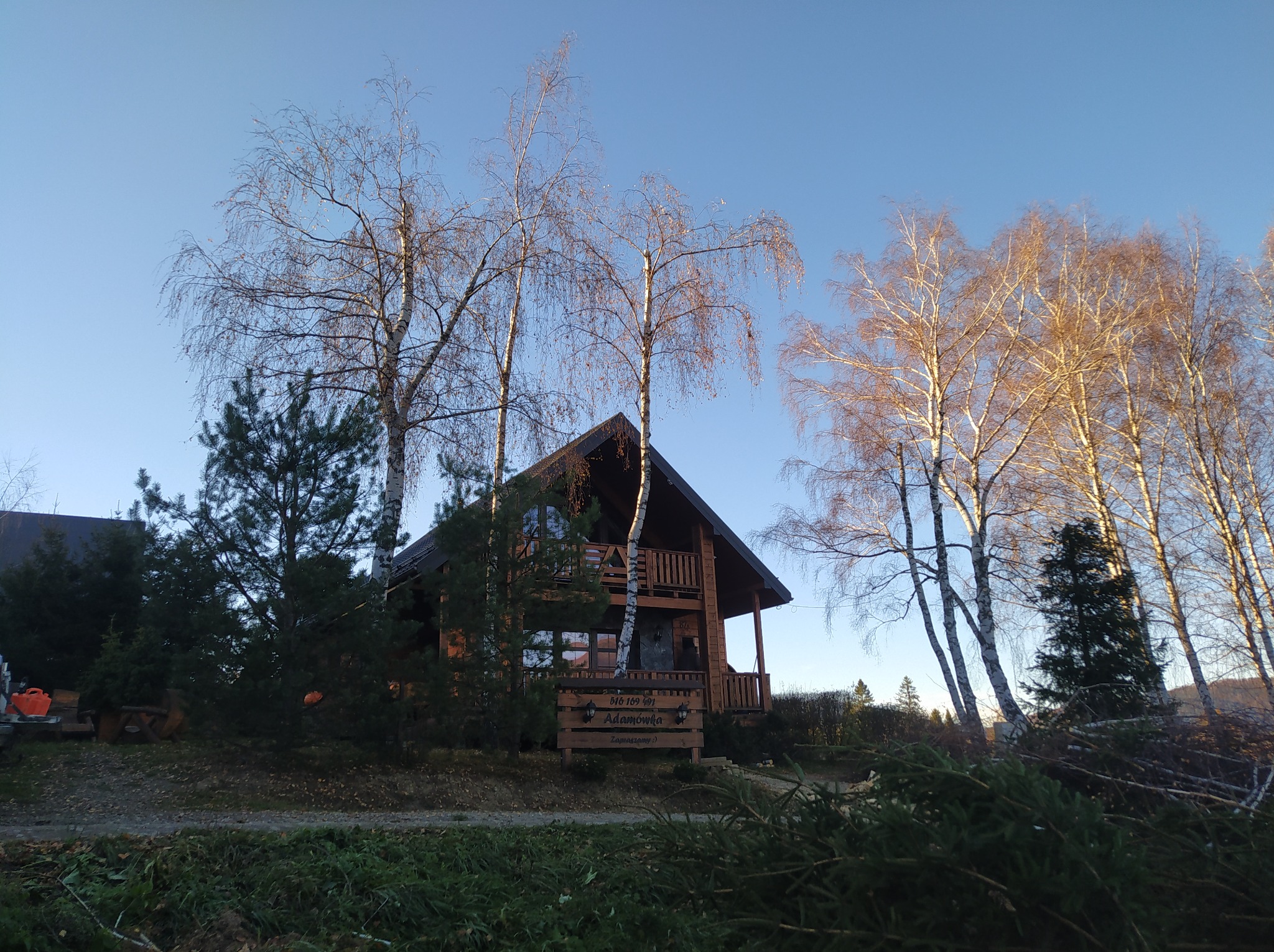 Drewniany dom z bali, otoczony brzozami bez liści i świeżo ściętymi gałęziami iglaków na pierwszym planie, widok wczesnym rankiem.