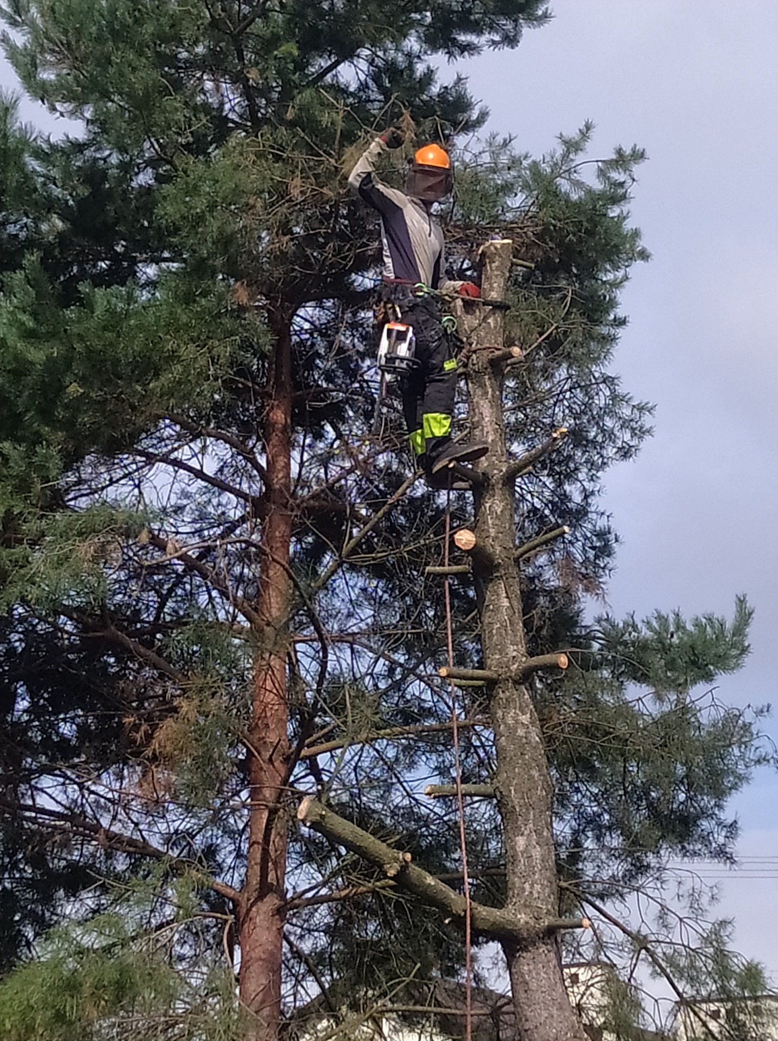 Arborysta w kasku i z piłą łańcuchową, zabezpieczony linami, przycina gałęzie wysokiego drzewa iglastego, wykorzystując jako drabinkę obcięte wcześniej konary.