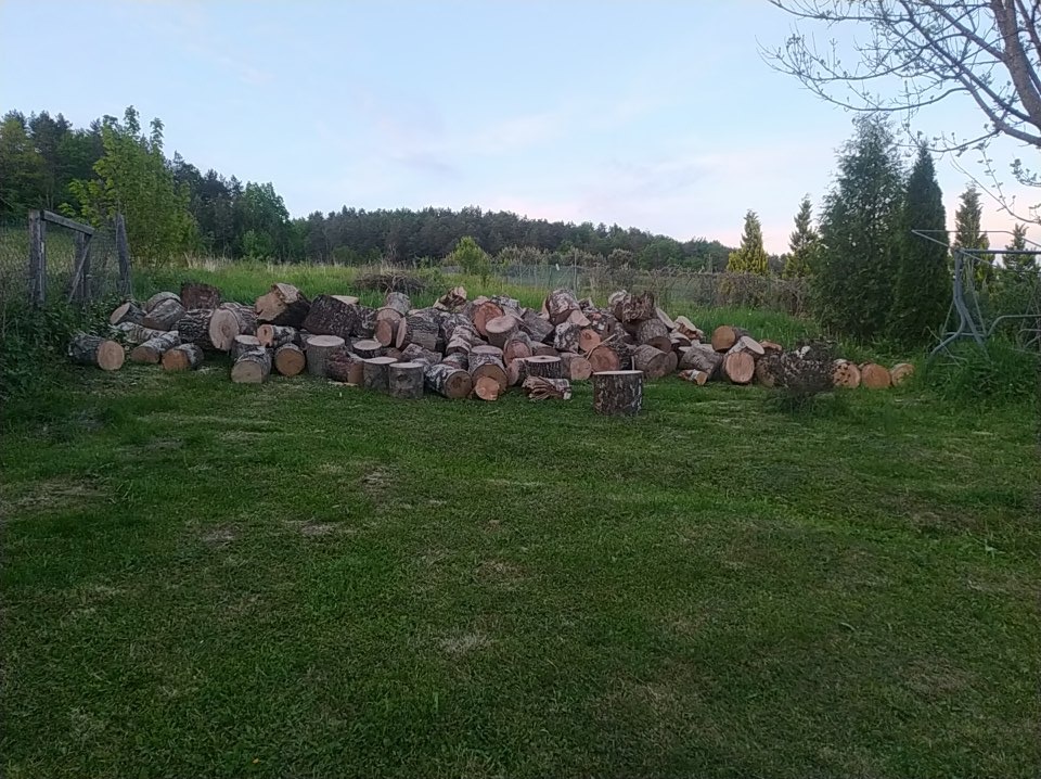 Stos pociętych pni drzew leżący na trawie na tle lasu i nieba o zmierzchu.