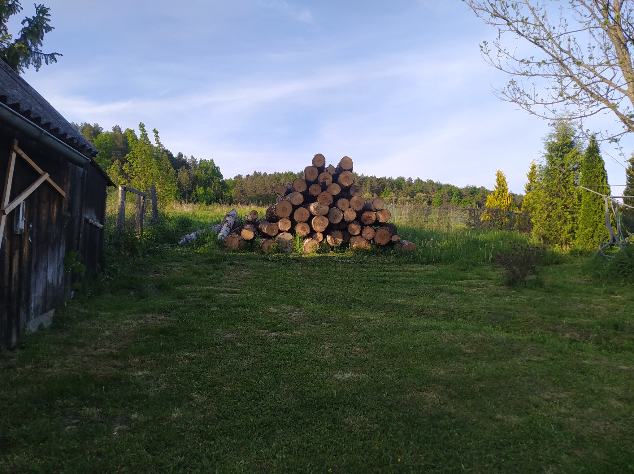Stos pociętych kłód drewna ułożony na trawiastym terenie, obok drewnianej szopy i ogrodzenia, z lasem w tle.