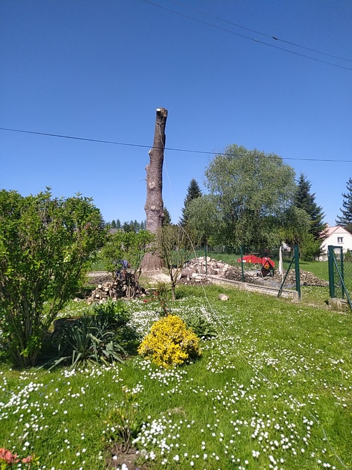 Pień po wycince drzewa w ogrodzie z porozrzucanymi gałęziami, stosem pociętego drewna i piłą spalinową w tle, na pierwszym planie kwitnące kwiaty.