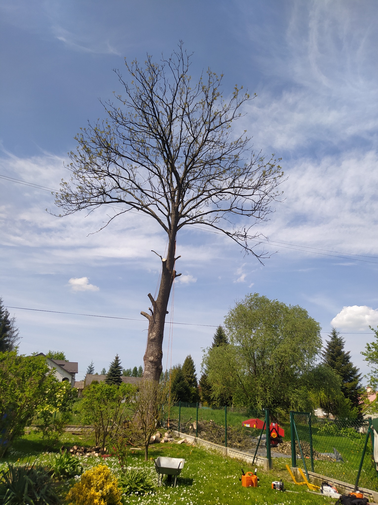 Ogołocone drzewo po częściowej wycince, z widocznymi śladami cięć, liną zabezpieczającą i sprzętem do prac ogrodowych w tle, na tle błękitnego nieba z chmurami.