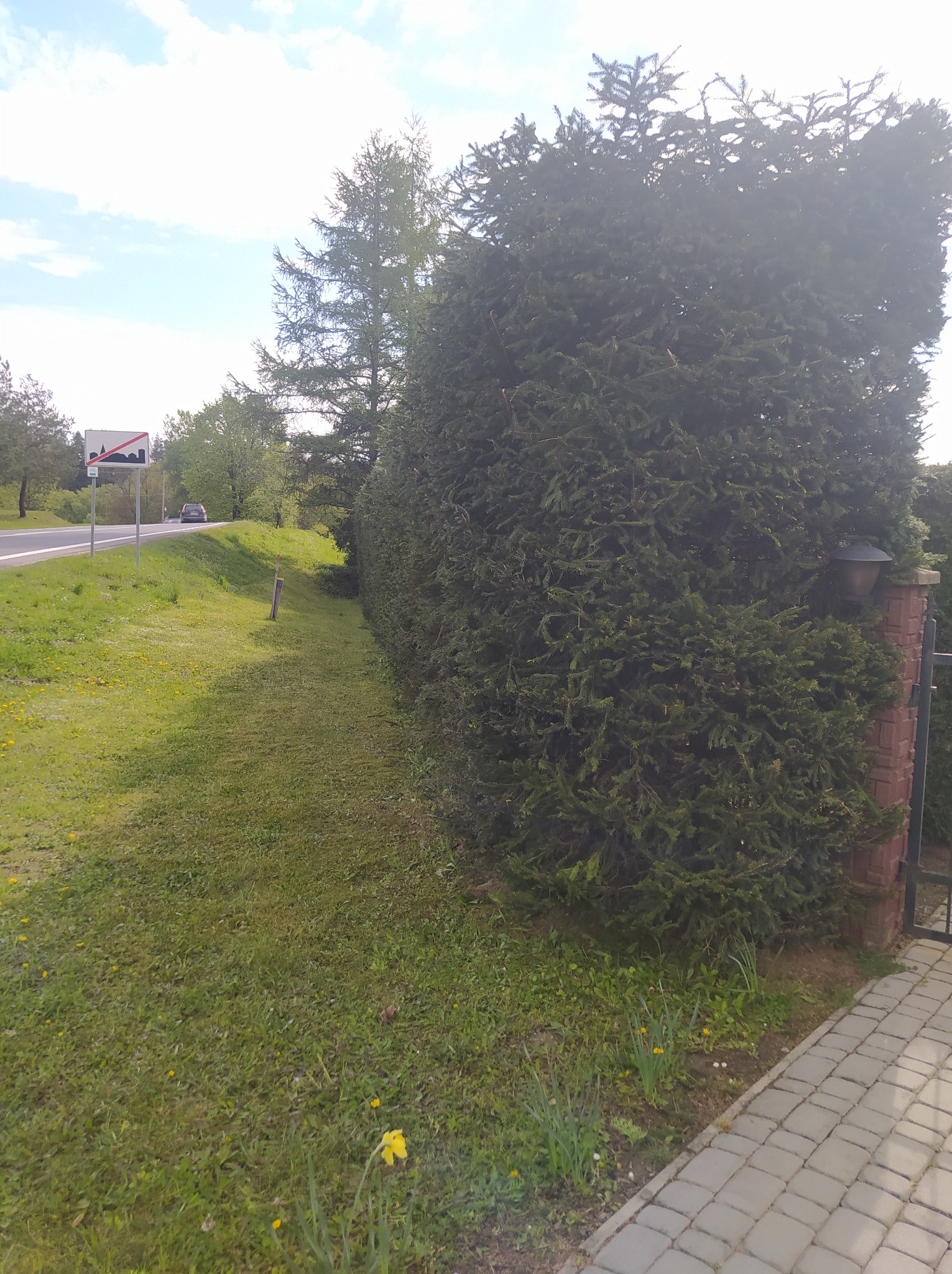 Gęsty, formowany żywopłot z iglaków wzdłuż posesji, widoczny z perspektywy chodnika z kostki brukowej, z lampą ogrodową na ceglanym słupku przy bramie.