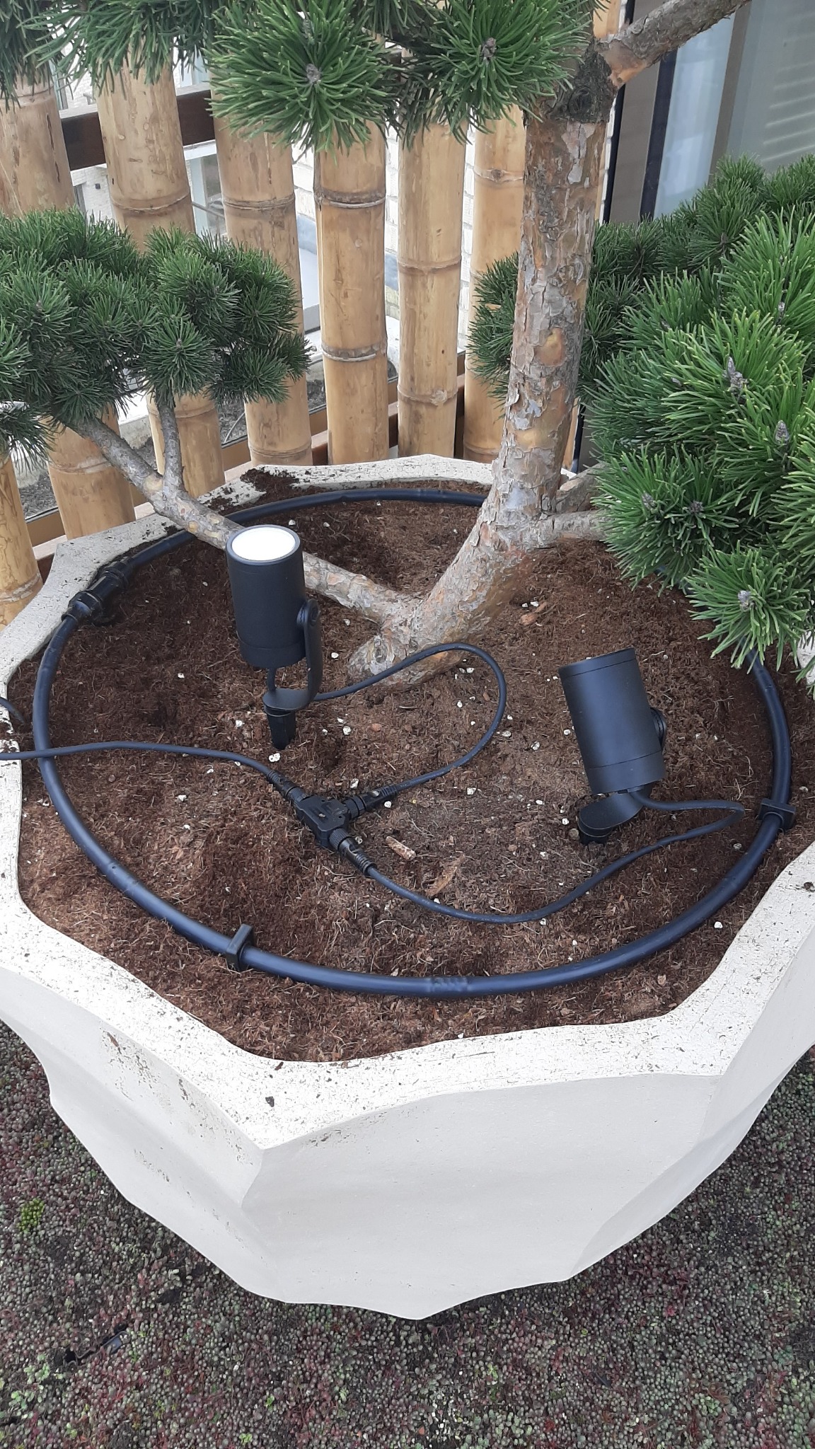 Oświetlenie dwóch czarnych reflektorów LED w donicy z sosną bonsai, z systemem nawadniania kroplowego, na balkonie z bambusową balustradą.