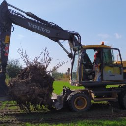 Łożokop - Żółto-czarna koparka Volvo EW140D z wyciągniętym pniem drzewa na tle zielonego pola i błękitnego nieba. Widoczne ślady opon na ziemi.