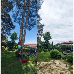 Wycinka drzew Białystok 1