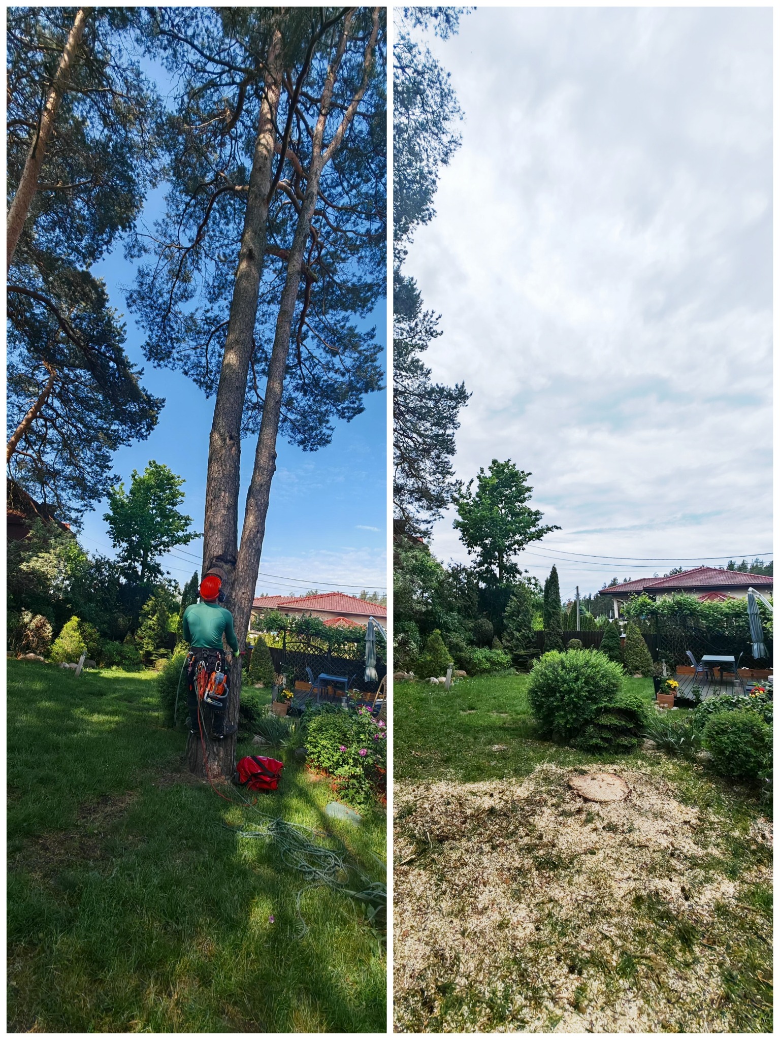 Zdjęcie 'przed i po' wycinki drzewa w ogrodzie. Po lewej: pracownik w kasku przy pniu, po prawej: pień po wycince, teren pokryty trocinami. Słoneczny dzień.