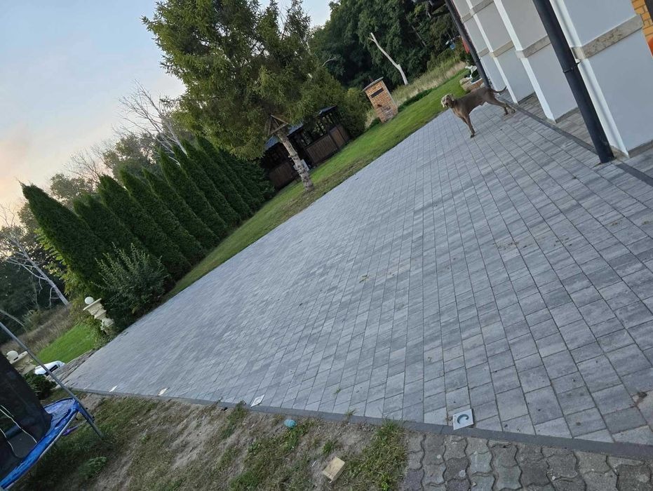 Szeroki podjazd z szarej kostki brukowej ułożonej w regularny wzór, z widocznym psem rasy wyżeł weimarski spacerującym wzdłuż krawędzi budynku, oraz rzędem wysokich tuj tworzących naturalne...