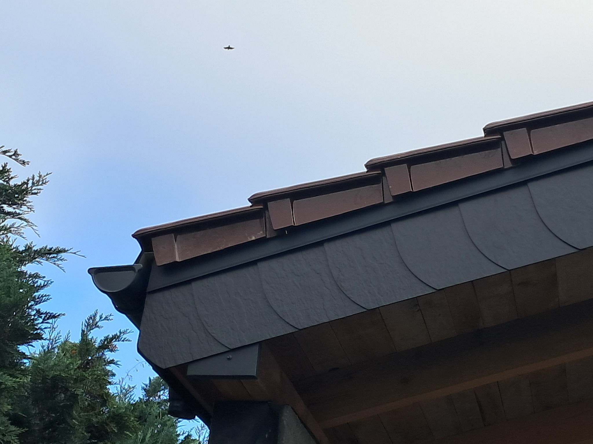 Fragment dachu z ciemnej łupkowej dachówki, brązowe obróbki blacharskie, widoczna rynna, w tle drzewo iglaste i błękitne niebo z sylwetką ptaka.