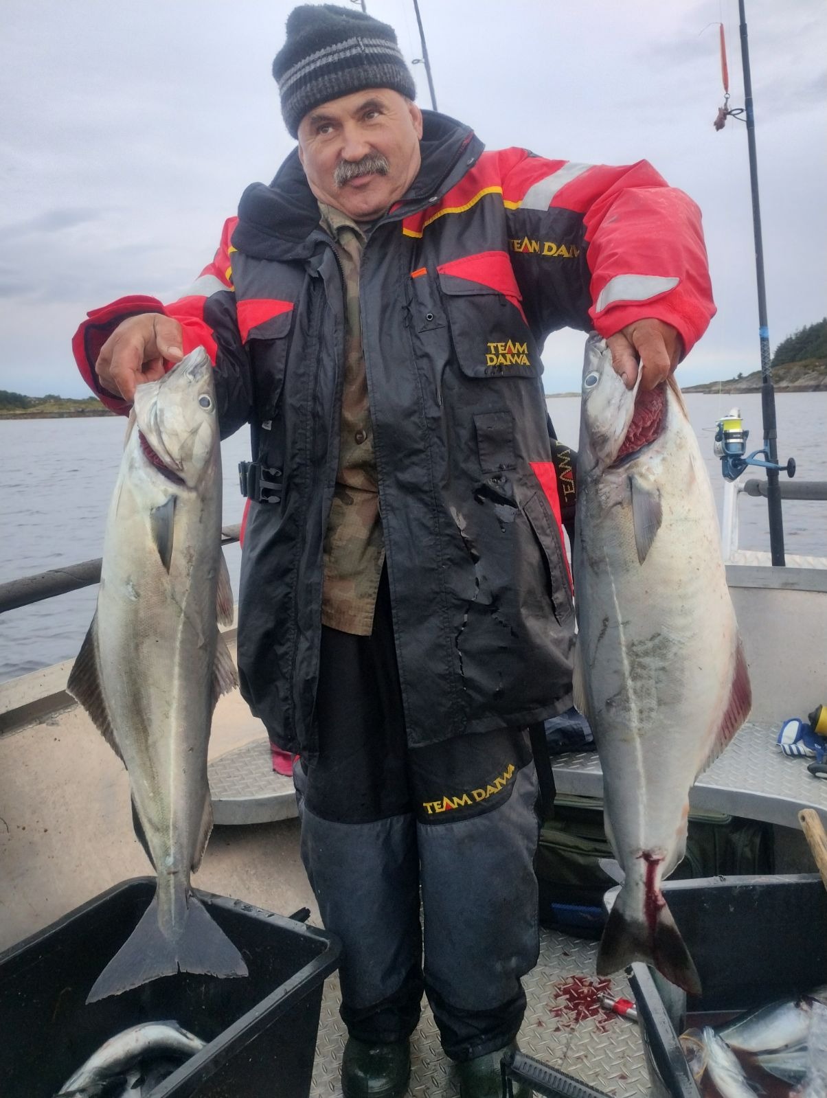 Wędkarz z wąsami, w czapce i kurtce Team Daiwa, trzymający dwa duże dorsze na tle wody z brzegiem w oddali.