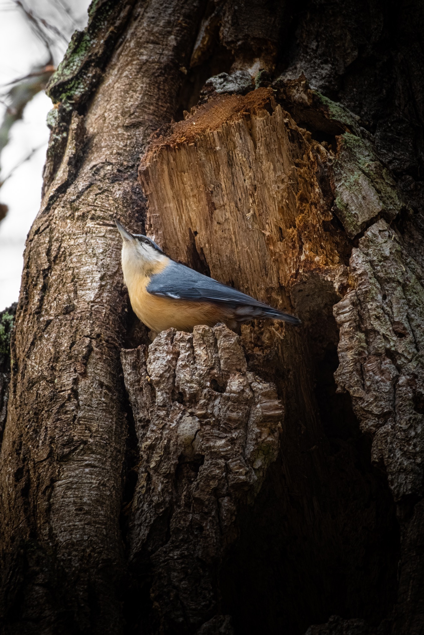 Kowalik zwyczajny siedzący w dziupli spróchniałego drzewa z wyraźną korą i fragmentami drewna.