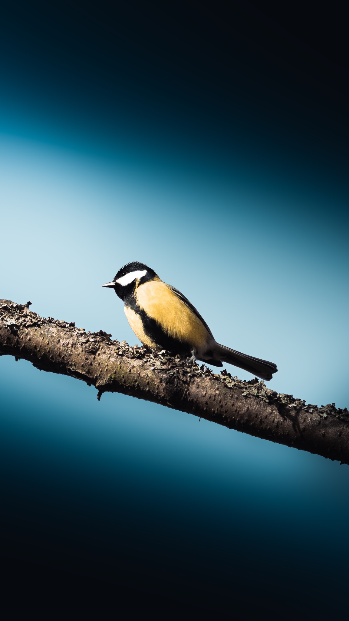 Sikorka bogatka siedząca na gałęzi z korą na tle rozmytego, błękitnego nieba.