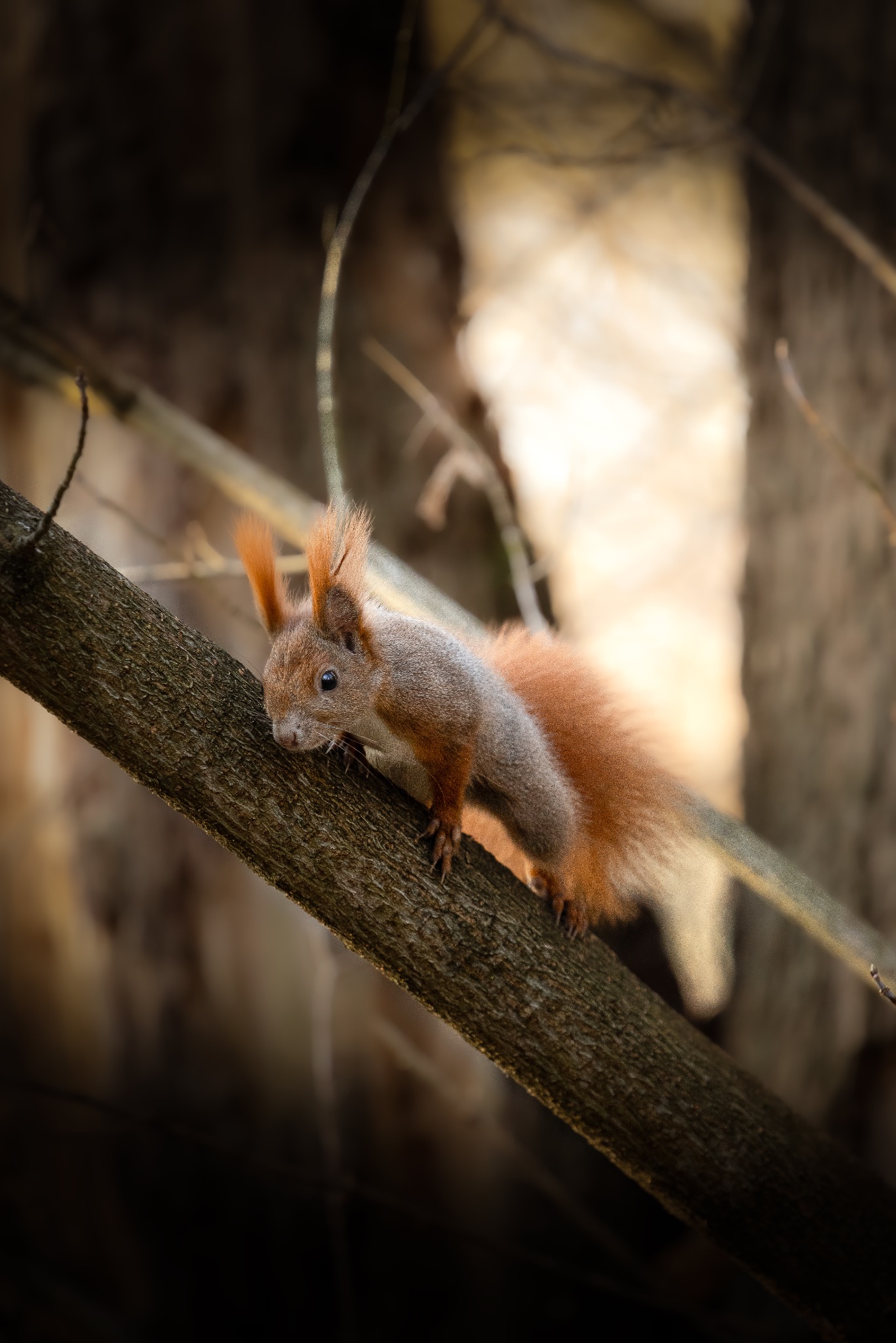 Ruda wiewiórka z nastroszonymi uszami leży na brązowej gałęzi drzewa w lesie, w delikatnym, rozproszonym świetle.