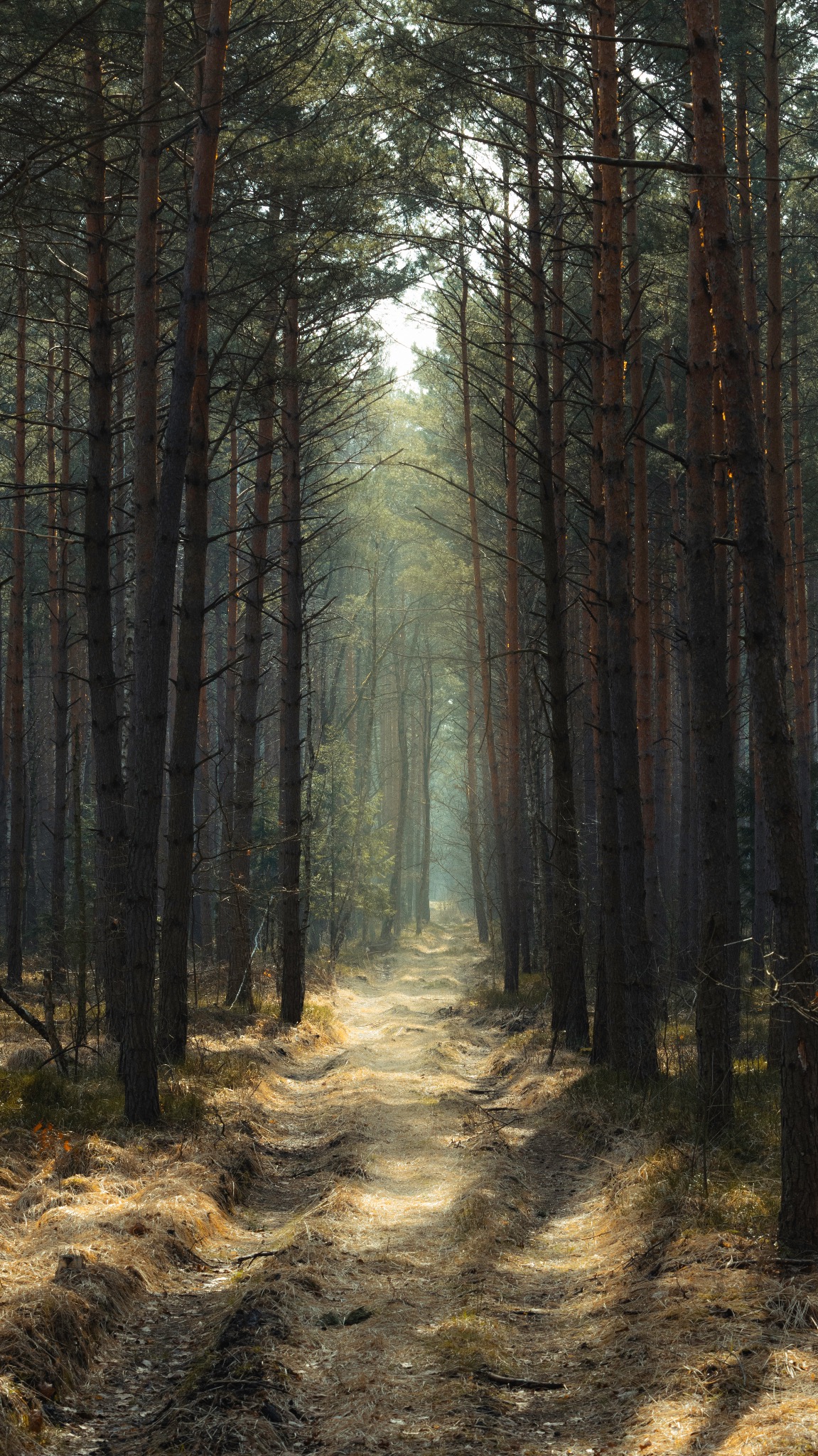 Leśna ścieżka w gęstym lesie sosnowym, oświetlona promieniami słonecznymi przebijającymi się przez korony drzew, tworzącymi malowniczy efekt światłocienia.