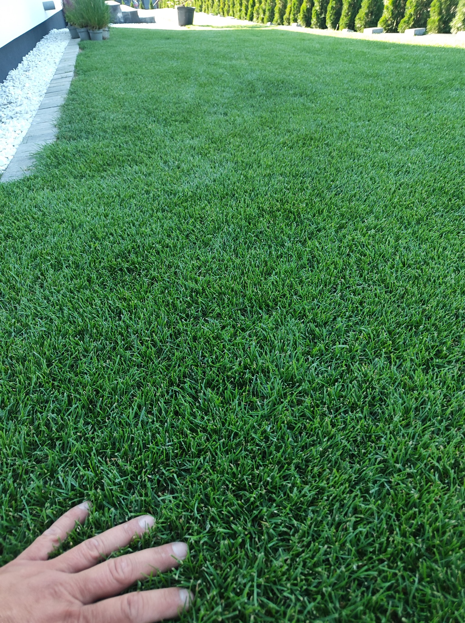 Gęsta, intensywnie zielona murawa z rolki, granicząca z białym kamieniem i szarymi płytami chodnikowymi, z widoczną dłonią dotykającą trawy, w tle rząd zielonych tuj.