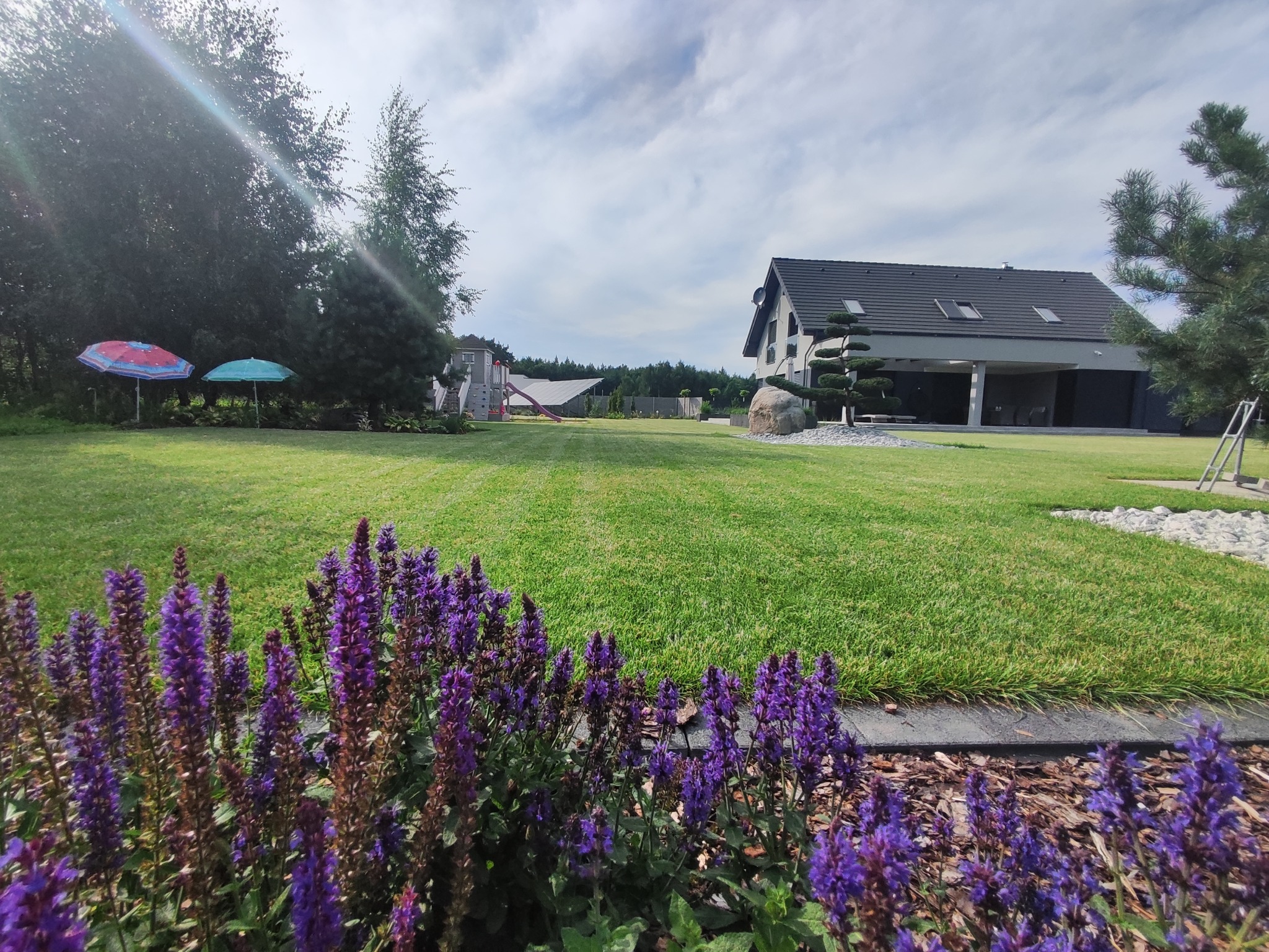Rozległy trawnik z widokiem na nowoczesny dom, ozdobne drzewko bonsai przy wejściu, plac zabaw w tle i fioletowe kwiaty na pierwszym planie.