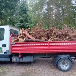 Ciężar&oacute;wka z czerwoną skrzynią załadowana pociętymi gałęziami i korzeniami drzew na tle lasu.