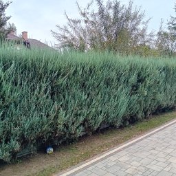 Wycinka drzew Grodzisk Mazowiecki 1