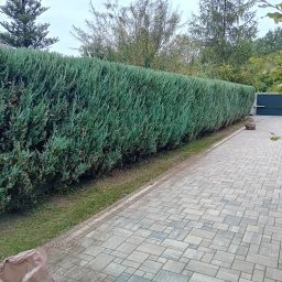 Wycinka drzew Grodzisk Mazowiecki 2