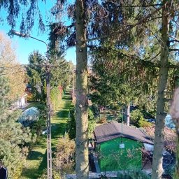 Wycinka drzew Grodzisk Mazowiecki 3