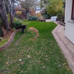 Jesienny ogród z zielonym trawnikiem, częściowo zagrabionymi liśćmi i taczką, widok na ozdobne rośliny i budynek w tle.