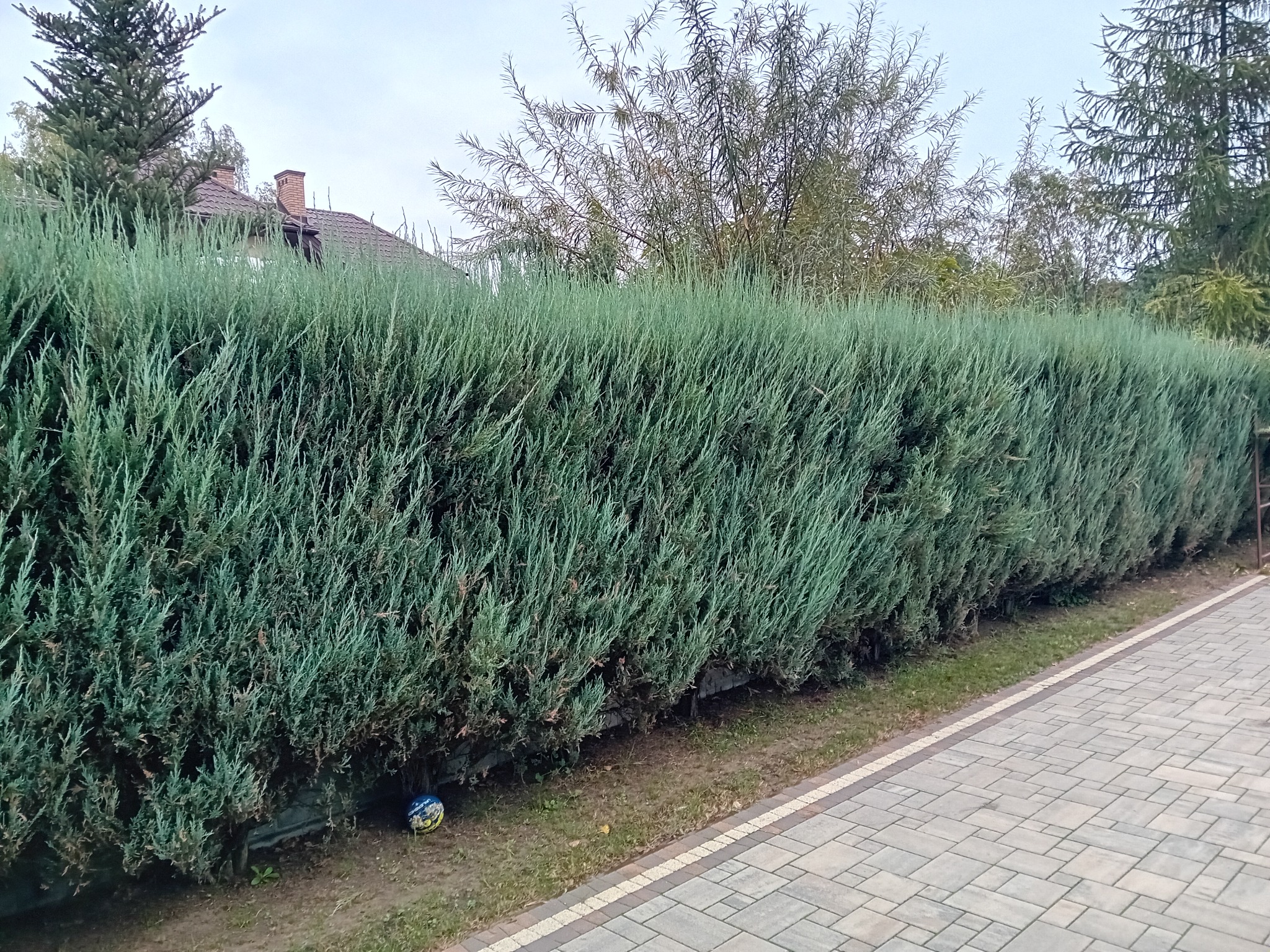 Długi, równo przycięty żywopłot z iglaków wzdłuż ścieżki z kostki brukowej, z piłką schowaną pod krzewami.