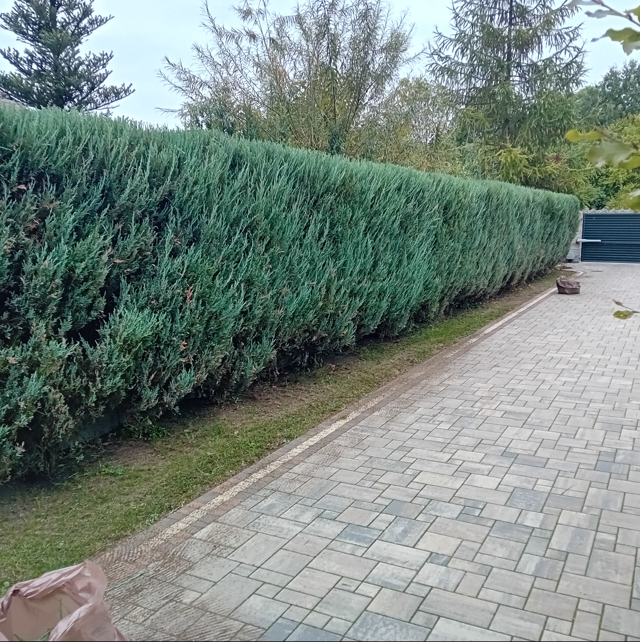 Równy, gęsty żywopłot z iglaków, świeżo przycięty, oddzielający posesję od chodnika z kostki brukowej. W tle widoczne drzewa liściaste i brama wjazdowa.