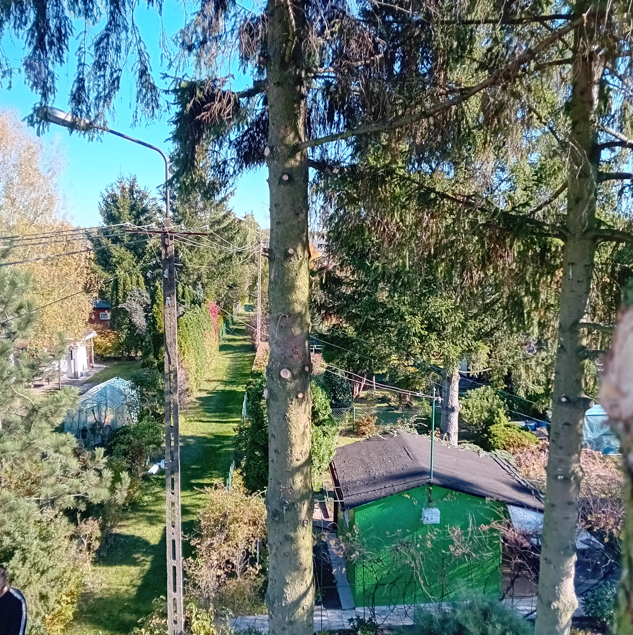 Widok z góry na ogród z zielonym domkiem narzędziowym, drzewa z widocznymi śladami po przyciętych gałęziach, linia energetyczna i równo przystrzyżony trawnik w perspektywie.