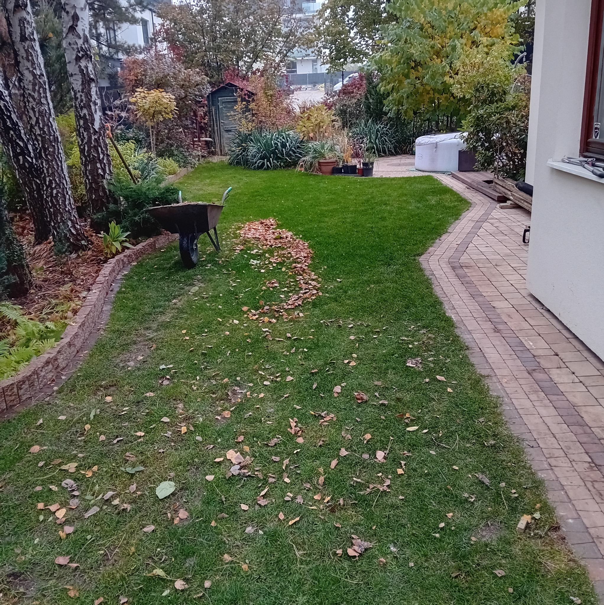 Jesienny ogród z zielonym trawnikiem, częściowo zagrabionymi liśćmi i taczką, widok na ozdobne rośliny i budynek w tle.