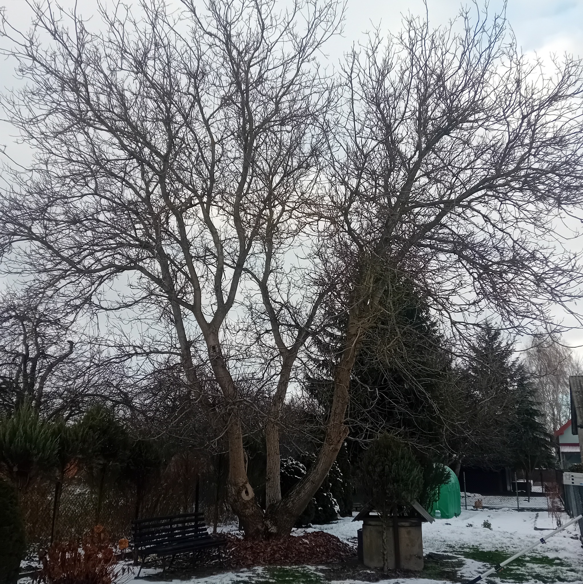 Drzewo bez liści z trzema głównymi pniami, otoczone śniegiem i innymi drzewami iglastymi, w tle widoczny budynek mieszkalny