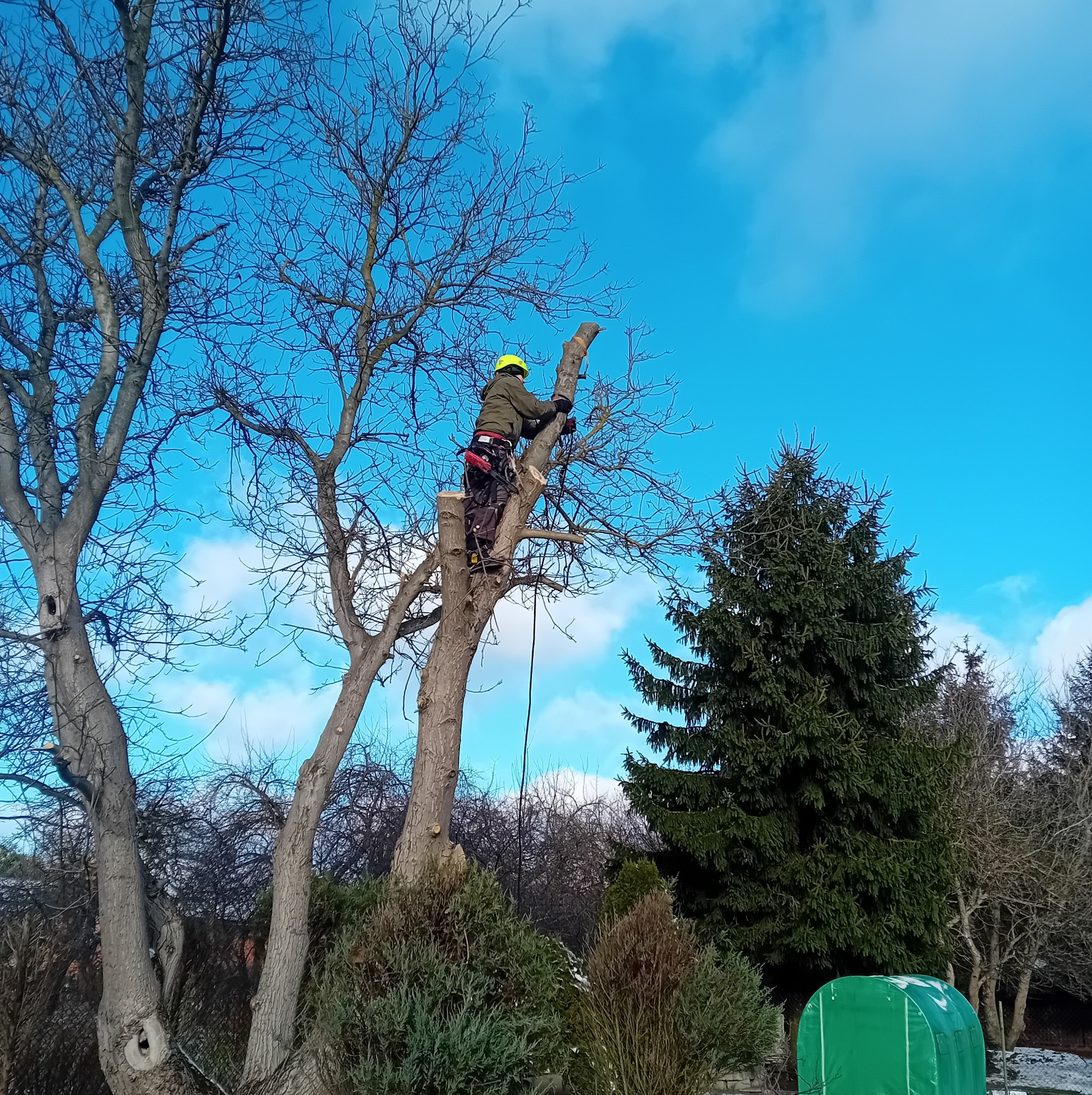 Pracownik w kasku i uprzęży, na wysokości, podczas cięcia gałęzi drzewa na tle błękitnego nieba z chmurami i zielonego iglaka.