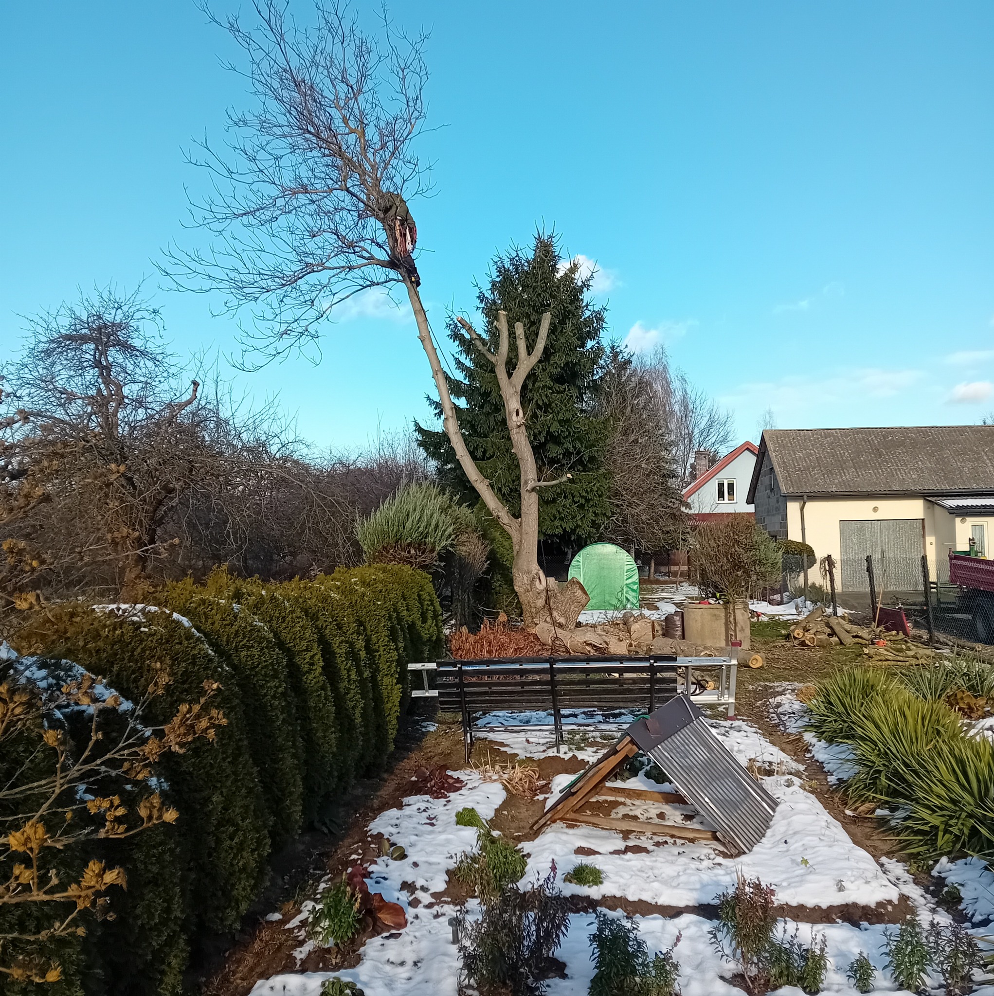 Ogrodnik zabezpieczony linami przycina wysokie, rozłożyste drzewo z gołymi gałęziami, w tle iglaki i zabudowania, na ziemi leżą pocięte gałęzie i resztki śniegu.
