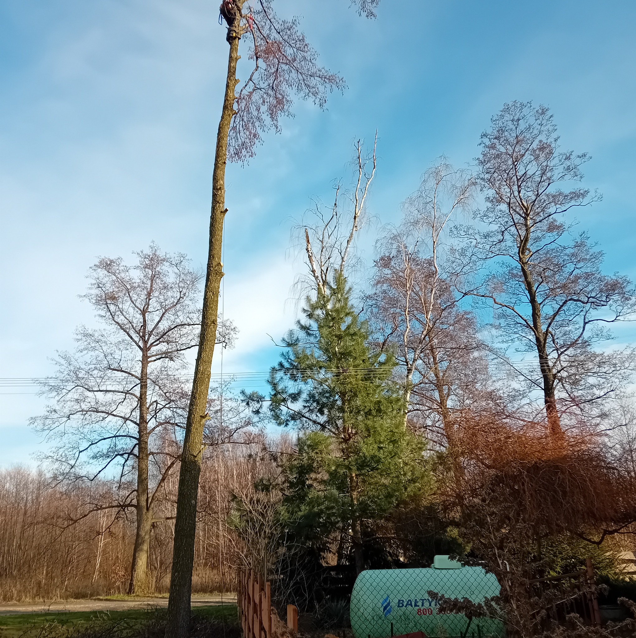 Arborysta na wysokim, ogołoconym drzewie, zabezpieczony linami, w tle błękitne niebo i inne drzewa, widoczny zbiornik na gaz.