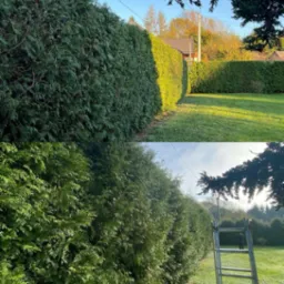 Porównanie przed i po: wysoki żywopłot z tui, po prawej stronie widoczny po przycięciu, po lewej stronie przed zabiegiem, w tle drabina oparta o żywopłot.