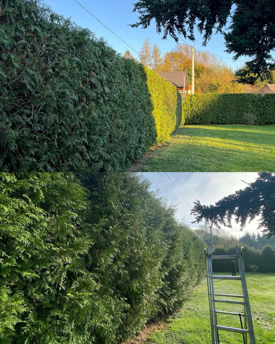 Porównanie przed i po: wysoki żywopłot z tui, po prawej stronie widoczny po przycięciu, po lewej stronie przed zabiegiem, w tle drabina oparta o żywopłot.