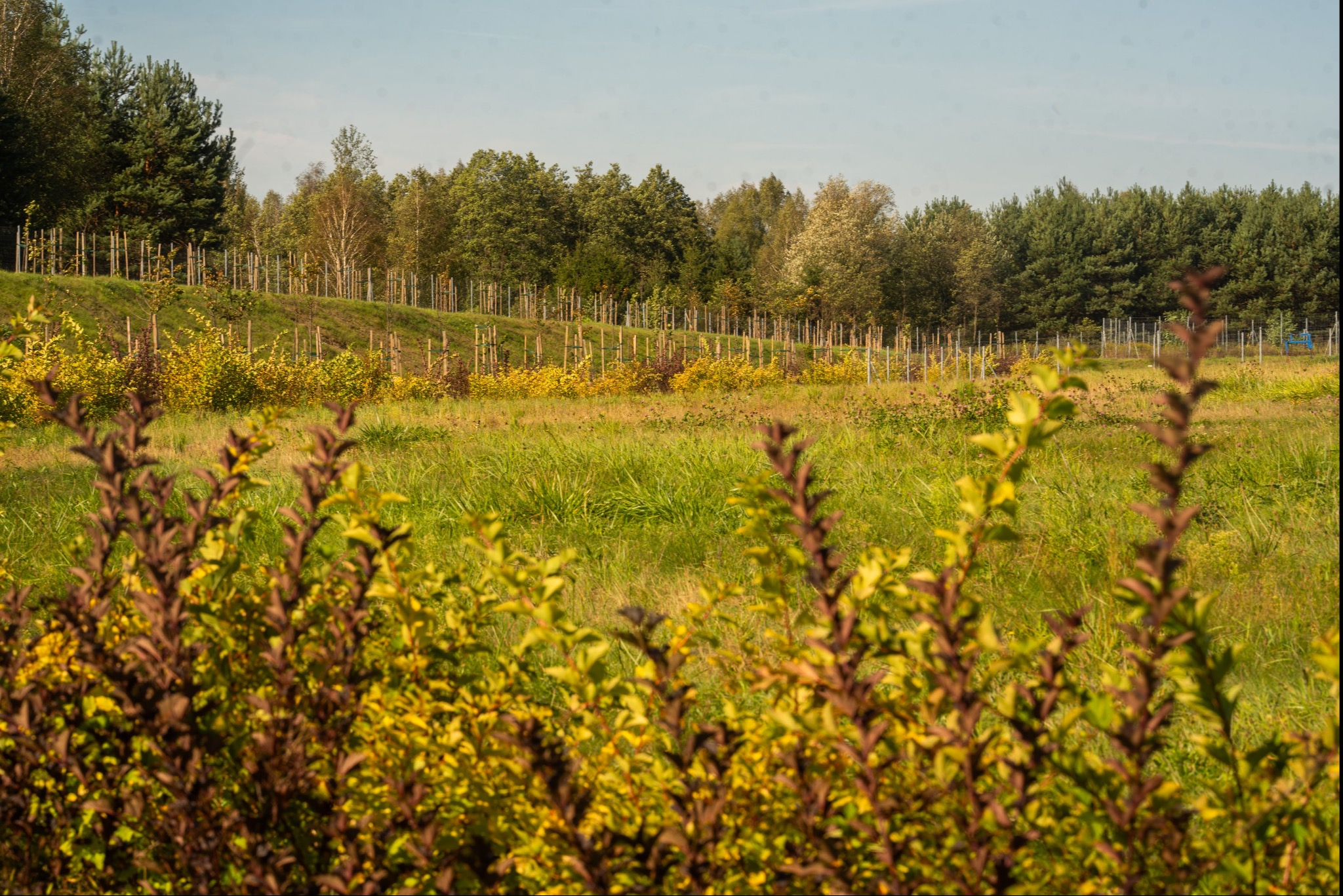 Nasadzenia przy drogach