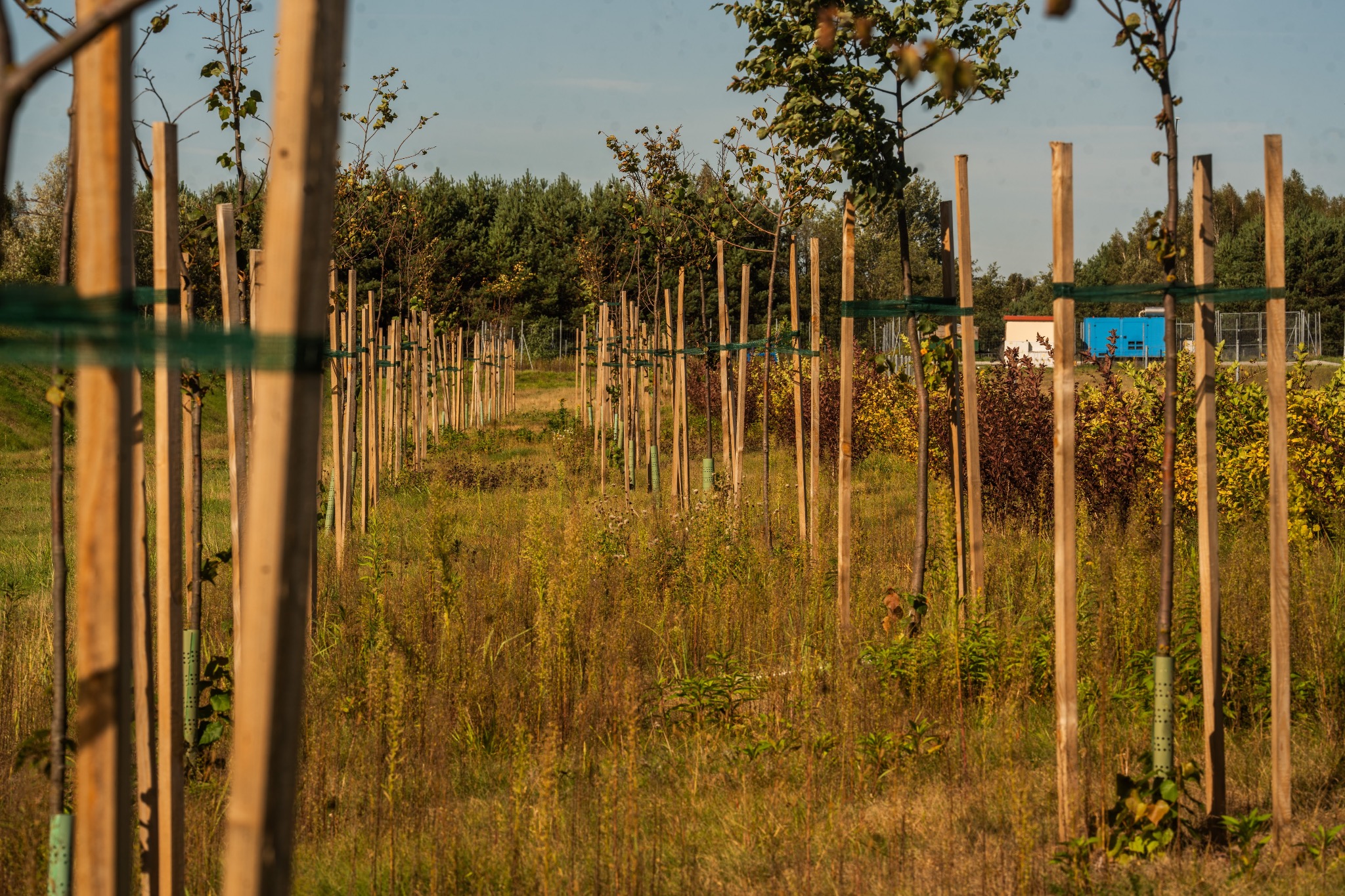 Rząd młodych drzewek, każde podparte drewnianym palikiem i zabezpieczone zielonym pasem, rosnących na zarośniętym polu w słoneczny dzień. W tle widoczny las i budynek.