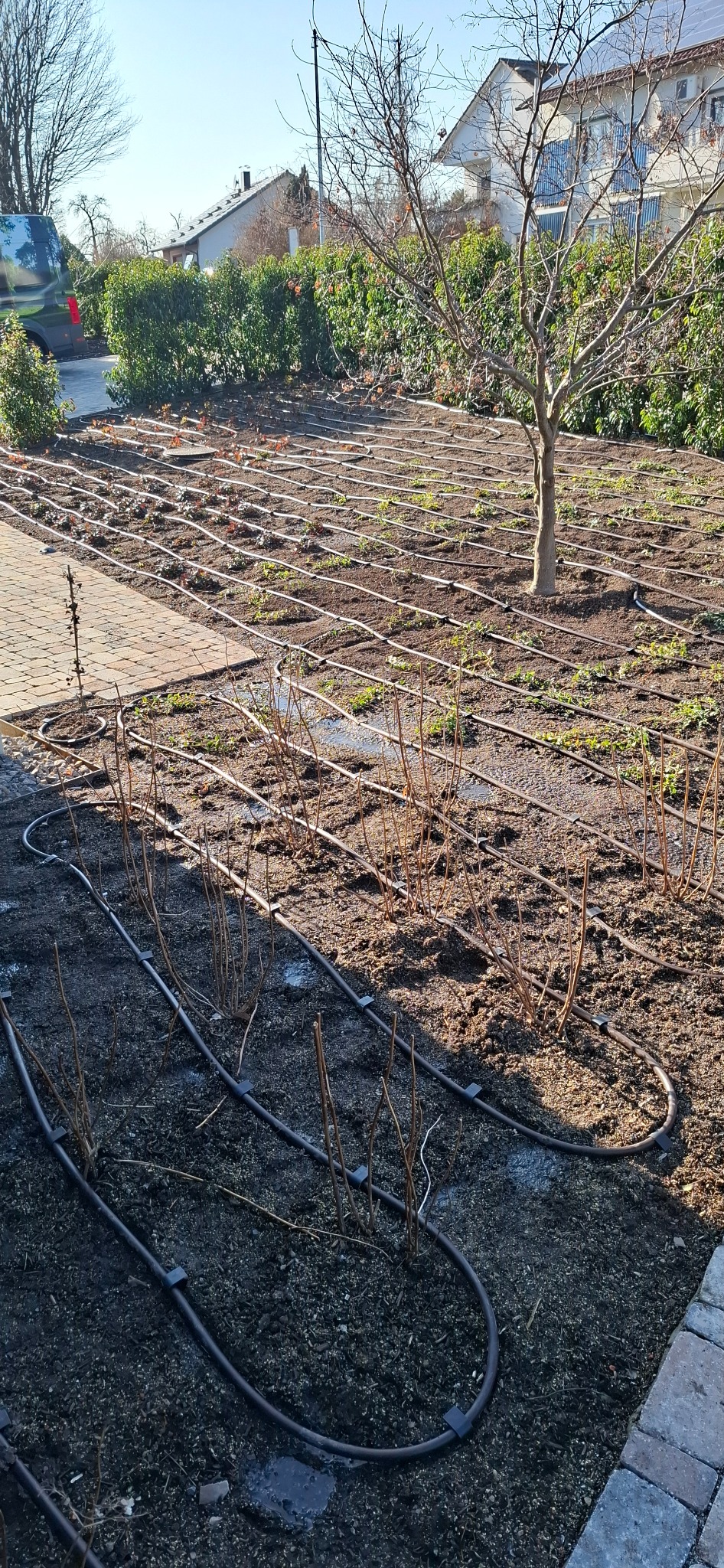 Rozległy system nawadniania kroplowego z rurkami ułożonymi w rzędach wzdłuż rabat z młodymi krzewami, w tle widoczny trawnik, budynek mieszkalny i zaparkowany samochód.