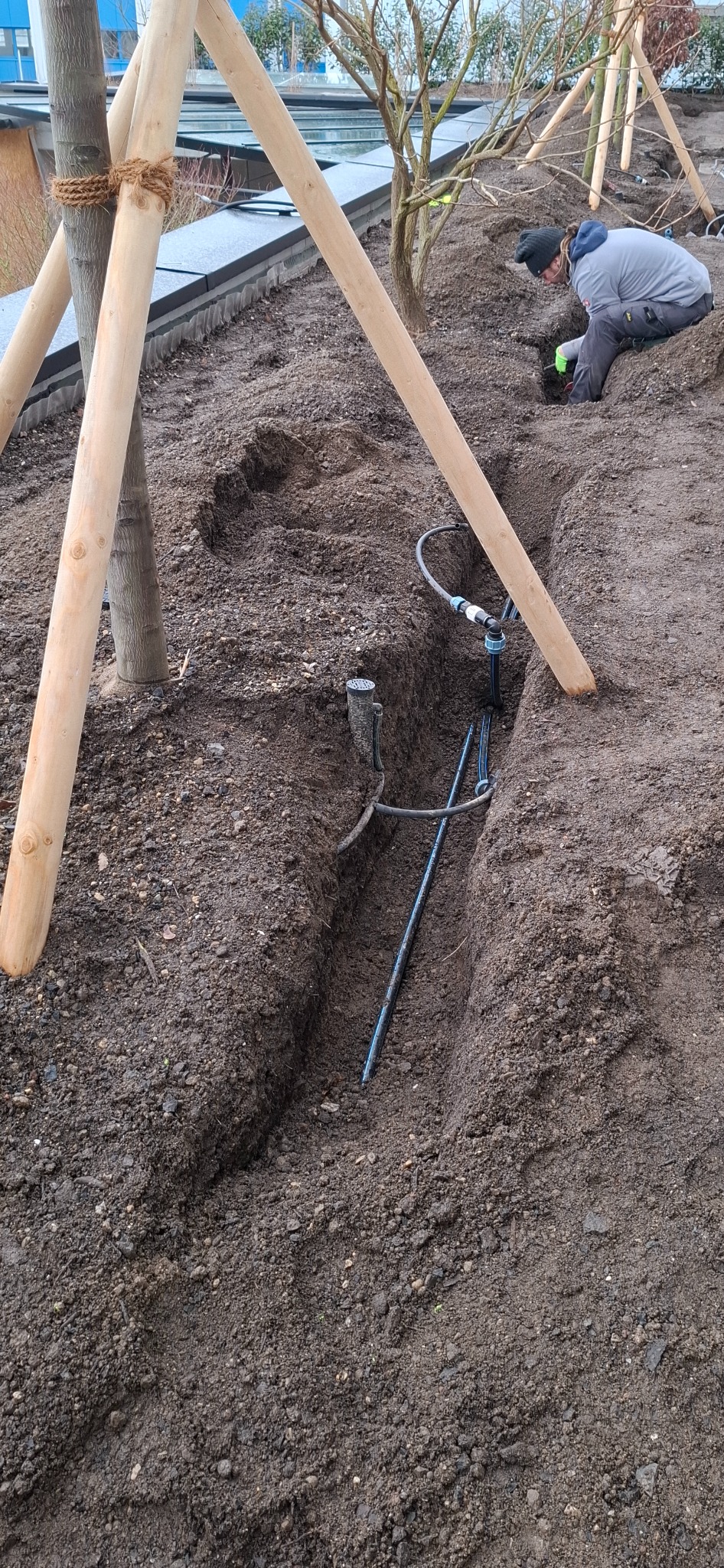 Instalacja automatycznego nawadniania w wykopanym rowie, widoczne rury i złączki, pracownik w rękawicach roboczych kopie w ziemi, świeżo posadzone drzewka z drewnianymi podporami.