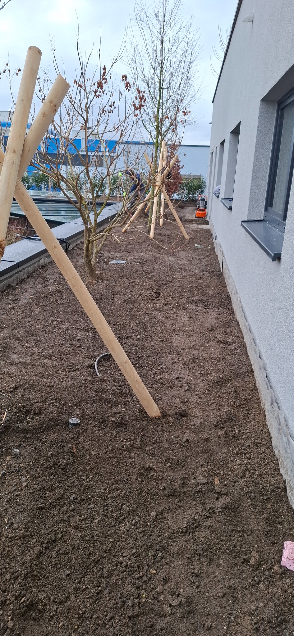 Przygotowanie terenu pod nasadzenia drzew: świeżo przekopana ziemia, drewniane podpory stabilizujące młode drzewka, widoczny system nawadniania w gruncie, budynek w tle.