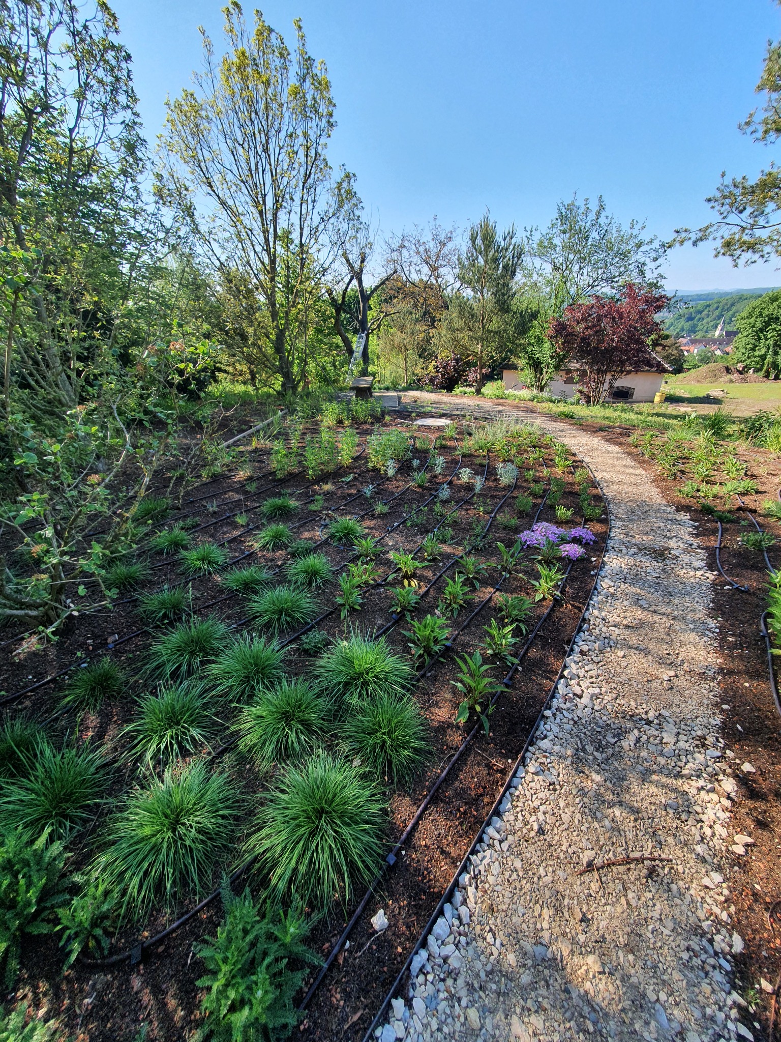 Nowo założony ogród z młodymi roślinami i systemem nawadniania, widoczna żwirowa ścieżka i otaczająca zieleń.